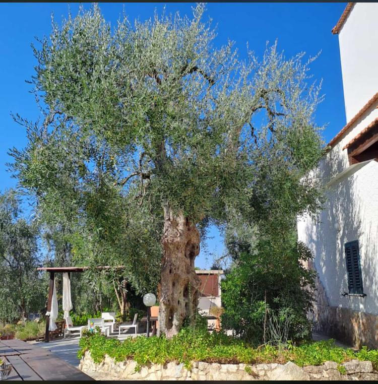 Azienda Agricola B&B Macchiaria Vieste Exterior photo